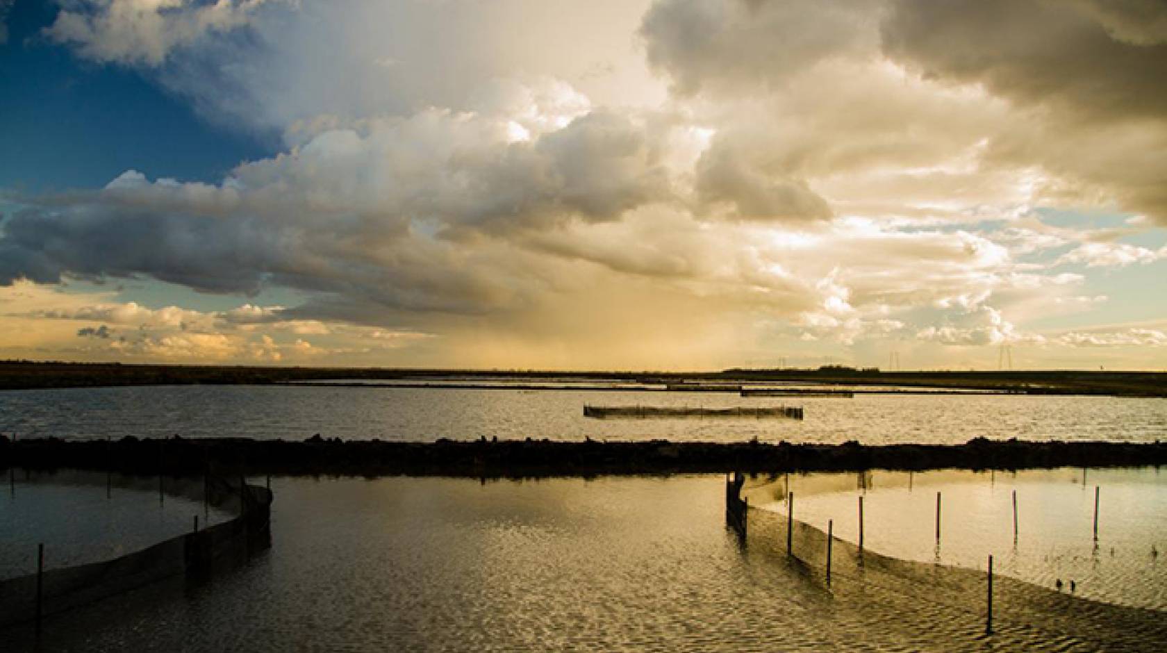 Juvenile salmon feast on bugs in enclosed areas of the Yolo Bypass during a 2014 experiment in a flooded rice field. The experiment in 2016 is in its fifth year. 