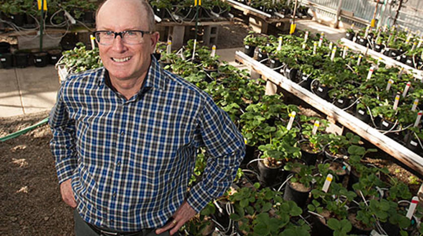 Steve Knapp, UC Davis&#039; new strawberry breeder, checks out the campus strawberry greenhouse.
