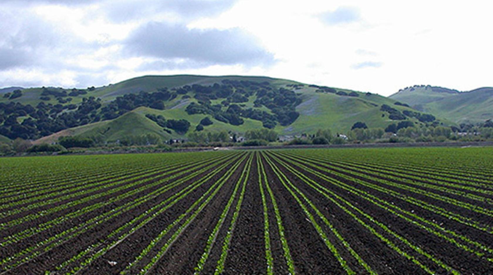 Fluorescent seedlings will help a robotic cultivator target weeds in planted fields like this one in the Salinas Valley. 
