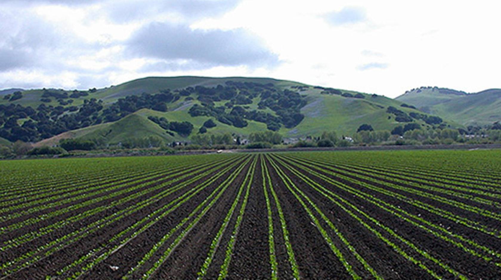 Fluorescent seedlings will help a robotic cultivator target weeds in planted fields like this one in the Salinas Valley.