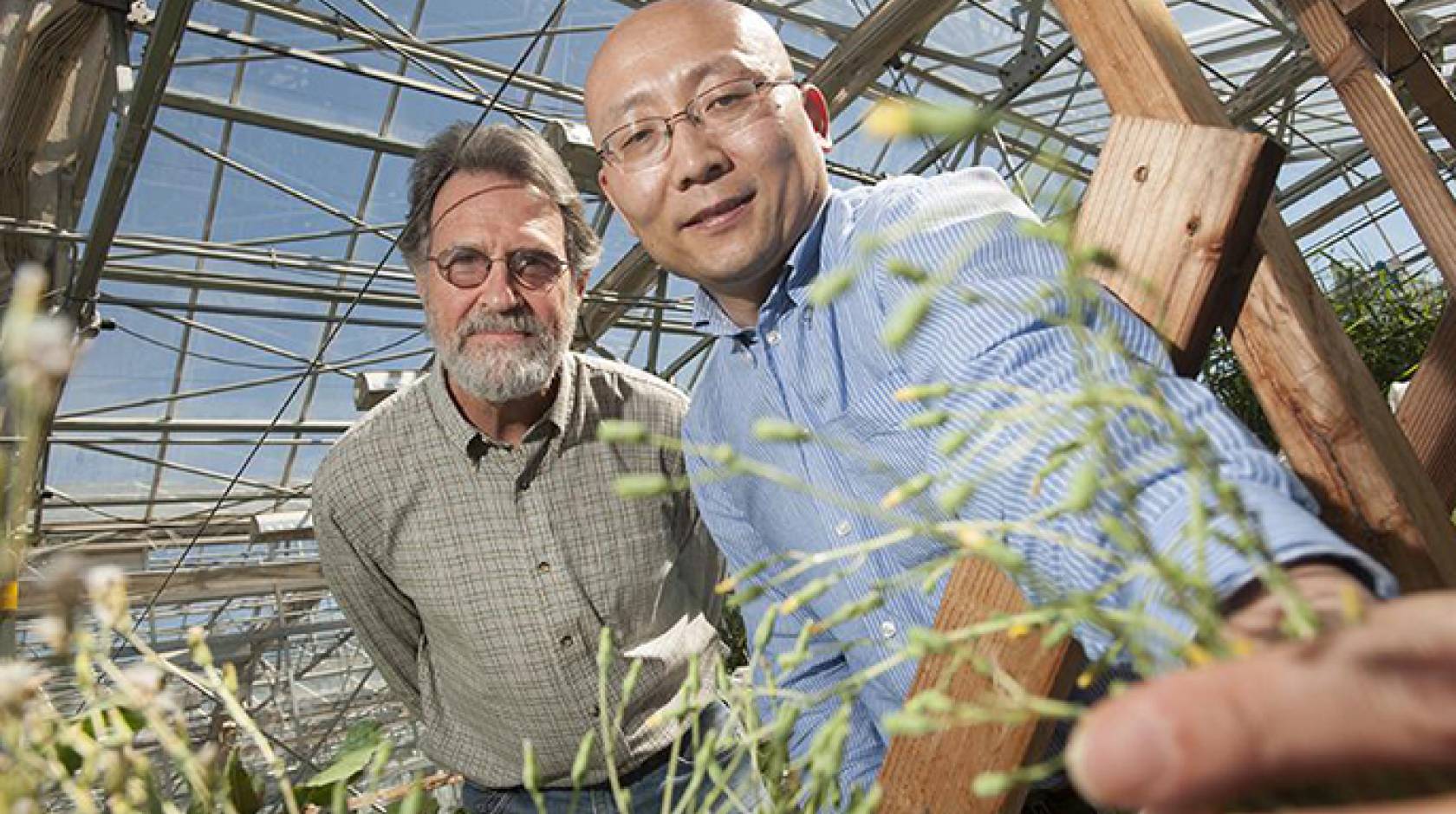 Kent Bradford, left, and Alfred Huo, seen here with a flowering lettuce plant, found that lettuce could be prevented from flowering by increasing the expression of a specific microRNA in the plants. The high levels of this microRNA prevent the plant from