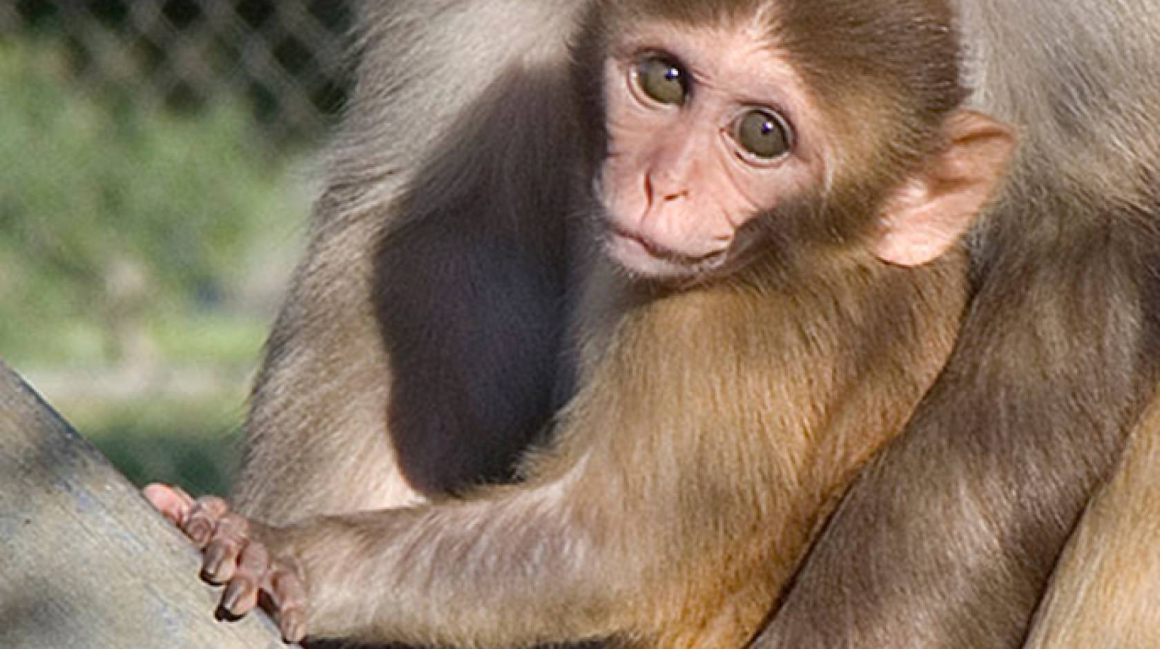 The study revealed the first comprehensive macaque milk proteome and newly identified 524 human milk proteins. 