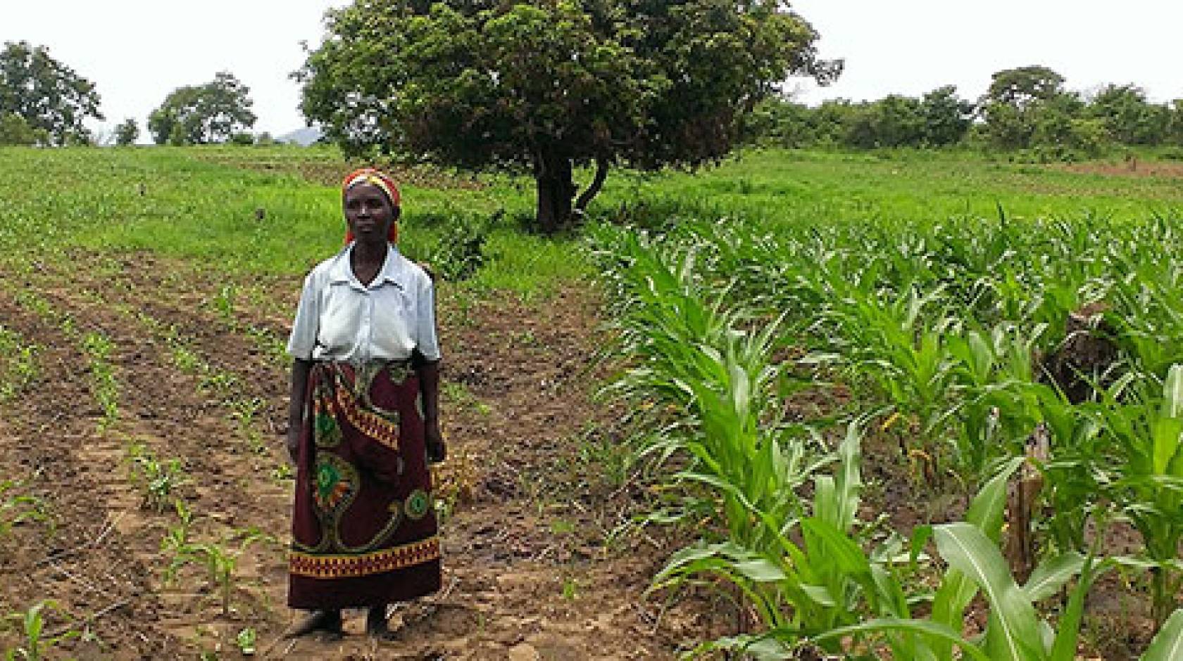 Monica Banda, a farmer in Zambia, stands in the middle of a field she planted. The field on the left is also hers but was planted using traditional techniques and seed. The fields on the right is a Zasaka field. Banda’s yield increased by two times after