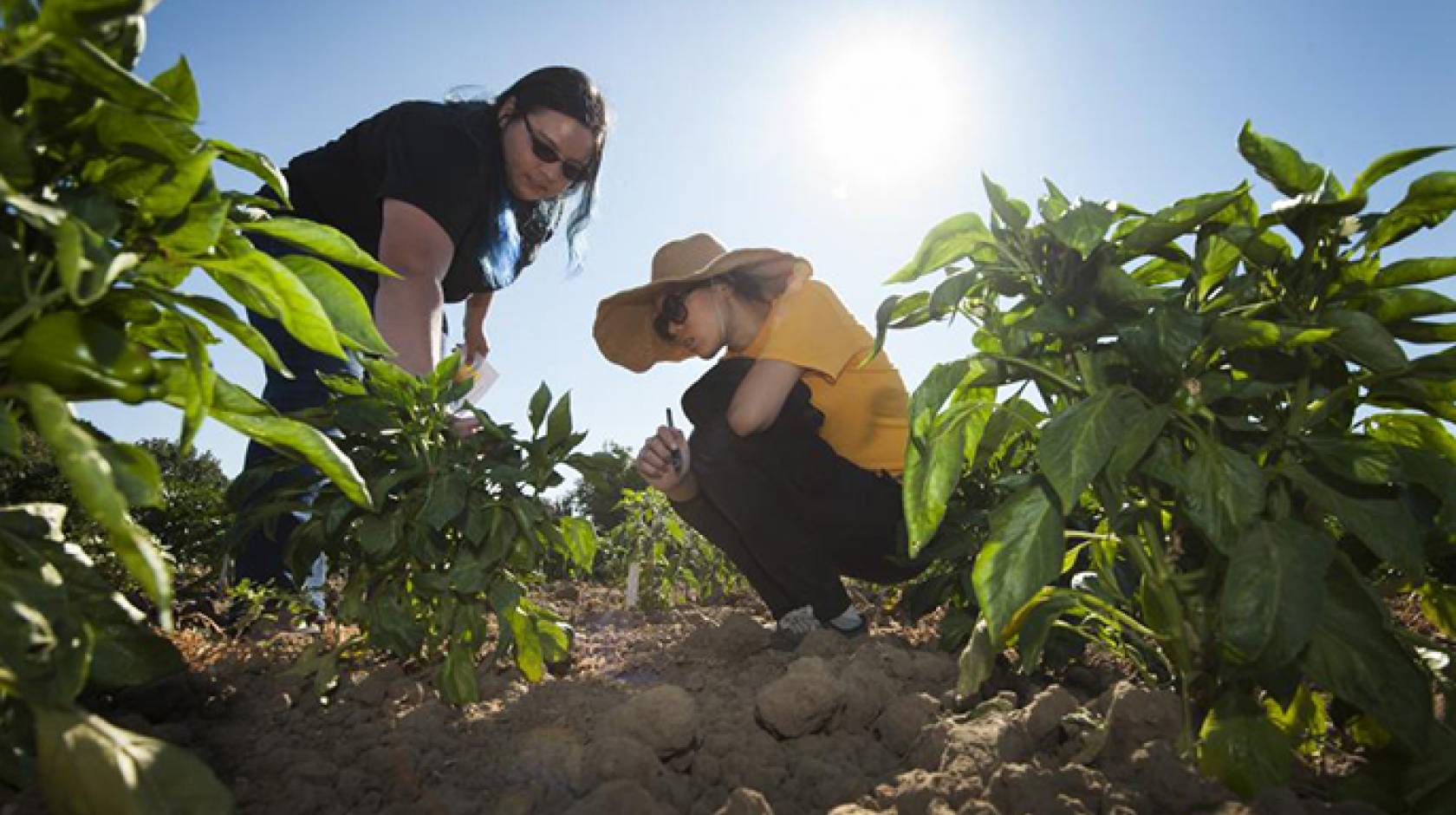 A group of UC Davis students is breeding a “jalapeño popper,” a cross between a bell pepper and a jalapeño pepper. Two members of the team, Randi Jimenez and Wengyuan Xiao, examine their crop at the Student Farm. 