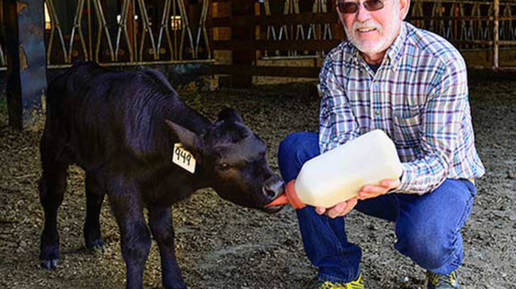A new vaccine developed by veterinary immunologist Jeff Stott shows promise for preventing foothill abortion disease, which kills calves before or at birth.