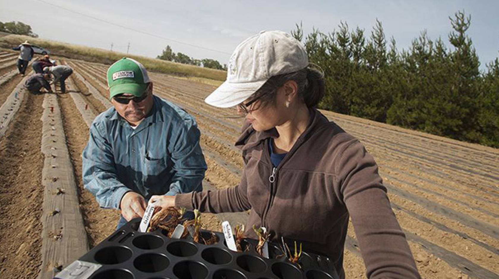 Senior technician Eduardo Garcia, left, and lab manager Charlotte Acharya, both of the UC Davis Department of Plant Sciences, prepare to place young strawberry plants in this field at UC Davis.