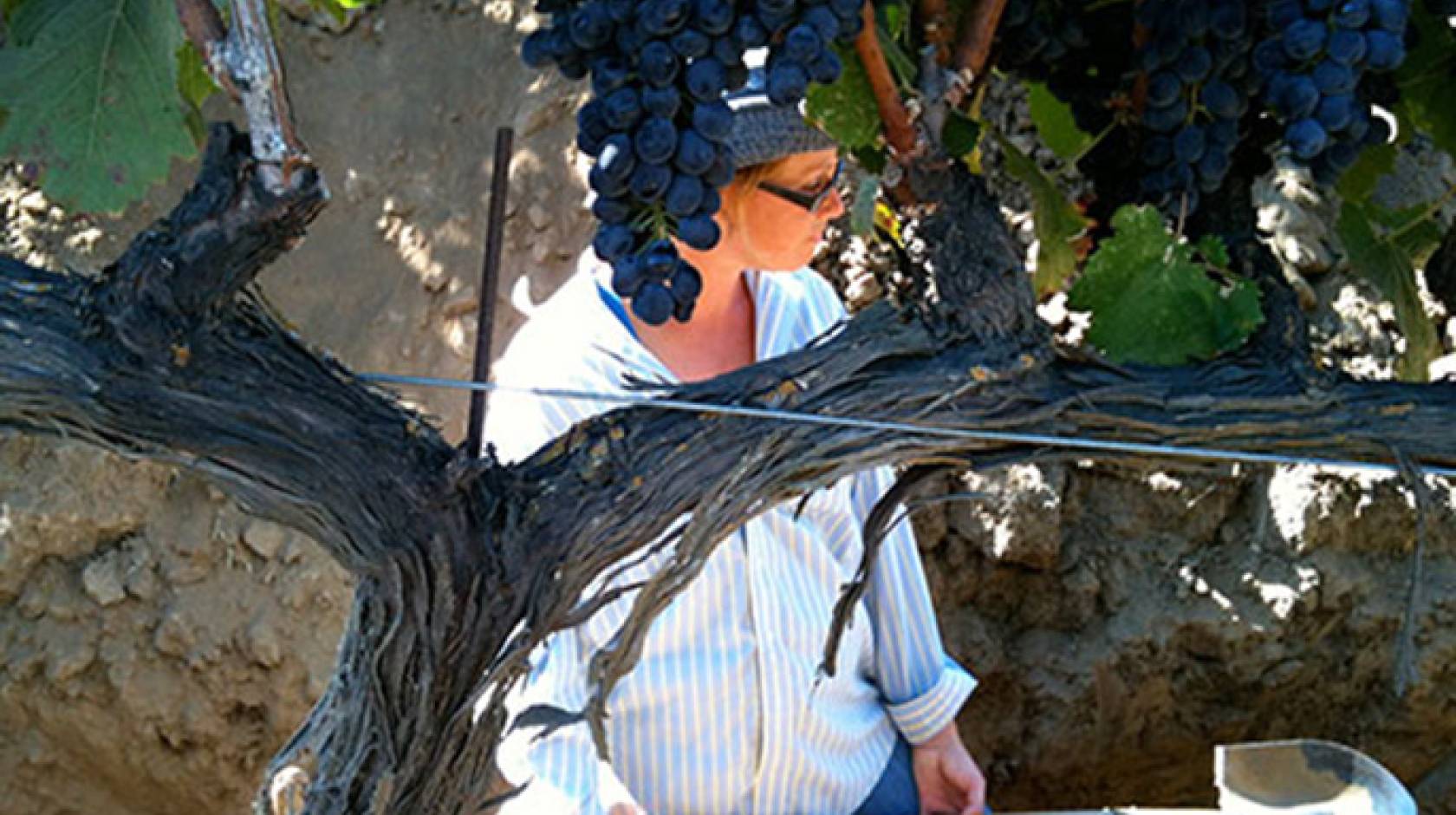 Former UC Davis postdoc Kim Mosse digs through soil for sampling at a vineyard. A UC Davis study says winery wastewater is a viable option to irrigate vineyards.