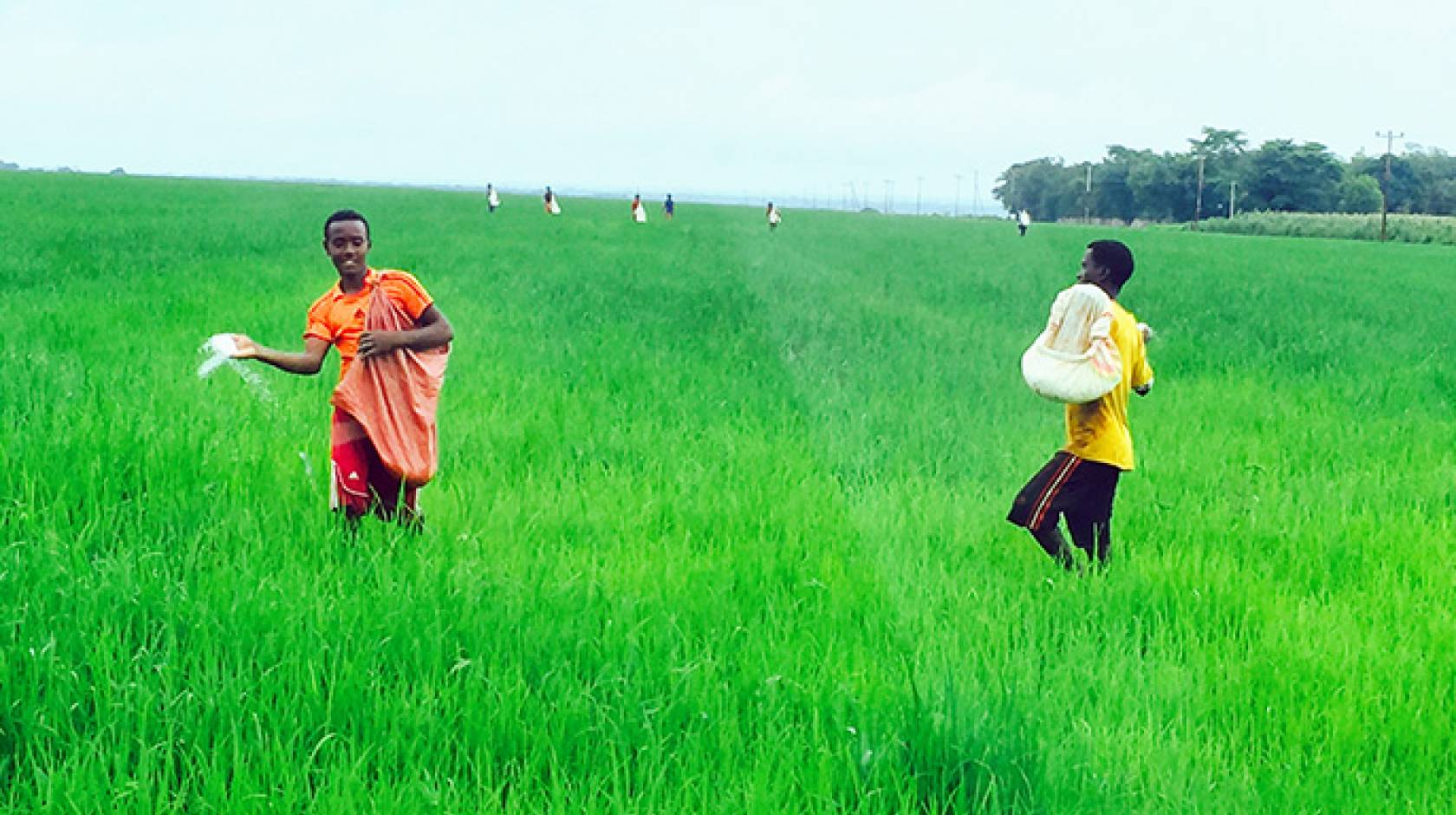 The construction of dams and irrigation of arid areas have been a boon to rice farming in Ethiopia. While enhancing food productivity and economic development, such environmental modifications could have unforeseen detrimental effects on malaria transmiss