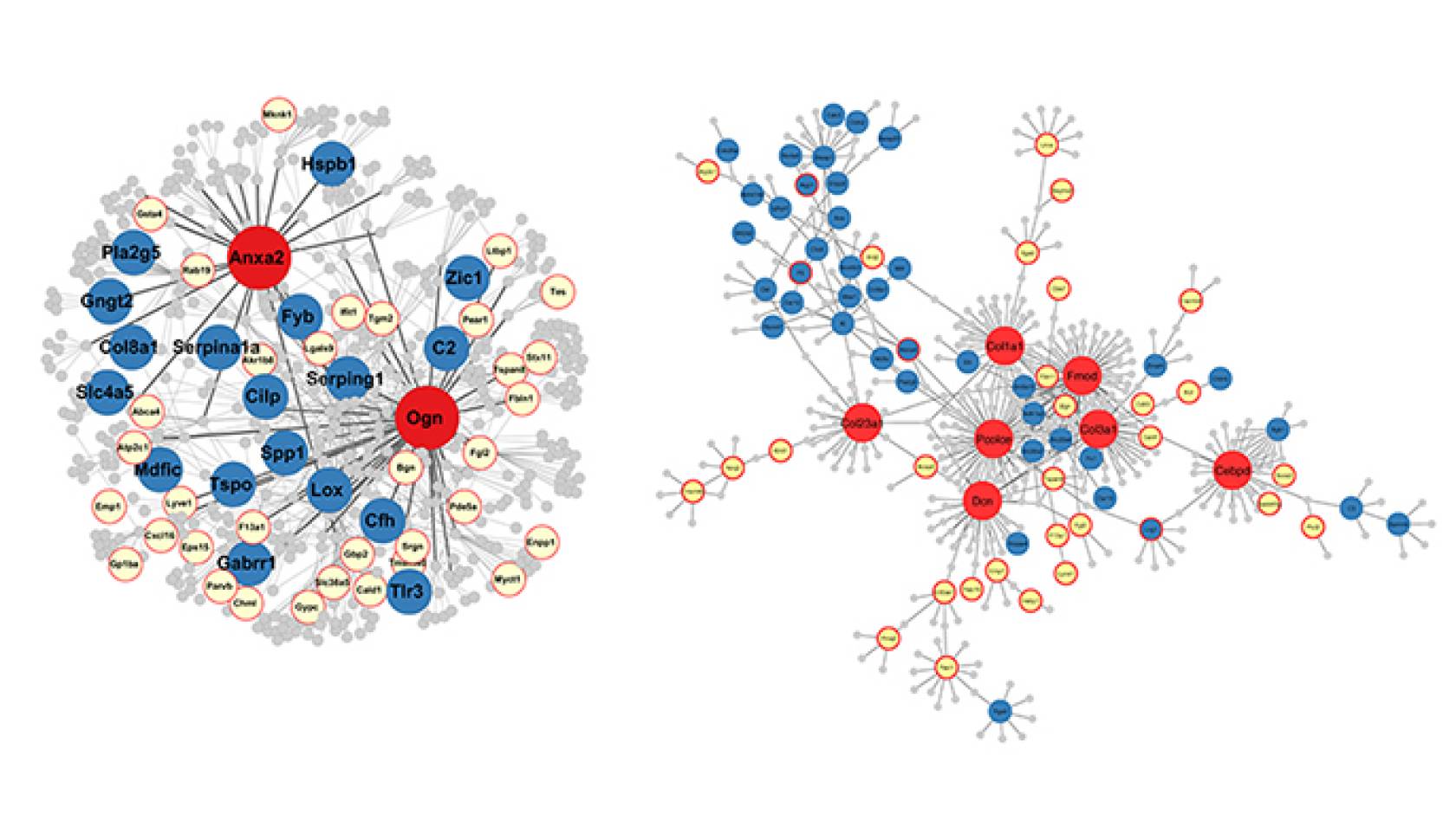 Examples of gene networks in the hippocampus affected by brain trauma. UCLA researchers report that the “master regulator” genes (in red) influence many other genes responsible for the effects of brain trauma.