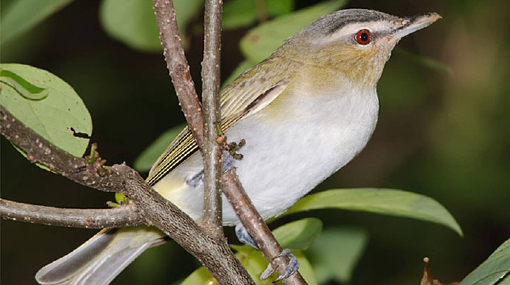 red-eyed vireo (Kelly Colgan Azar/Creative Commons)