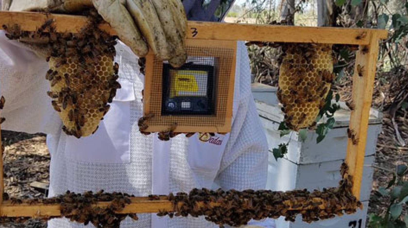 Physics for beekeepers: mold in a beehive - Honey Bee Suite