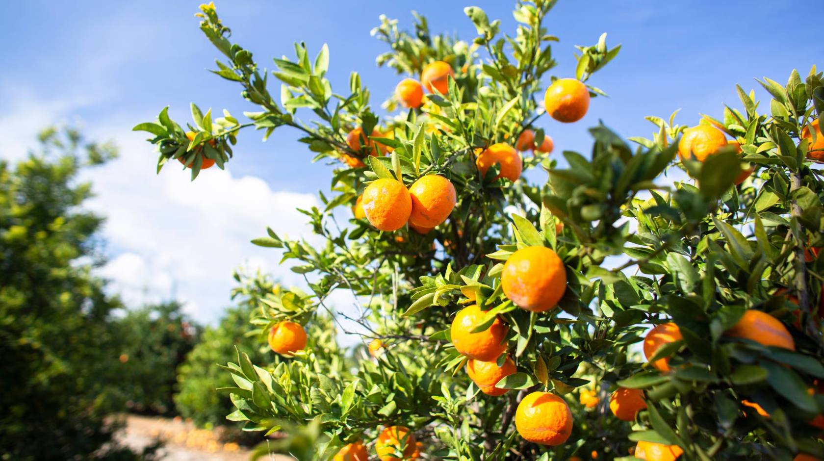 A grove of oranges, with a cluster close to the camera