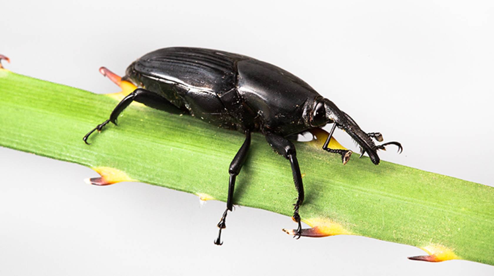 The South American palm Weevil has recently spread to San Diego County.