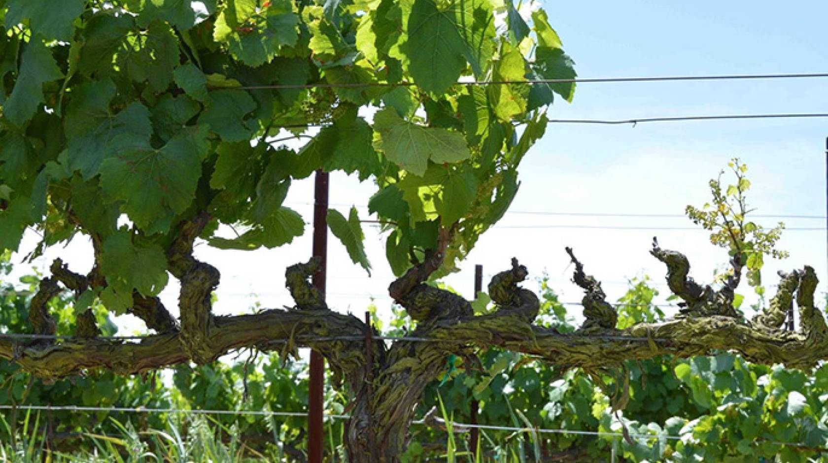 Temecula-based Agrobiomics is commercializing a sealant developed by UC Riverside’s Philippe Rolshausen. The sealant protects grapevines from fungal damage that is shown on the right side of this vine.