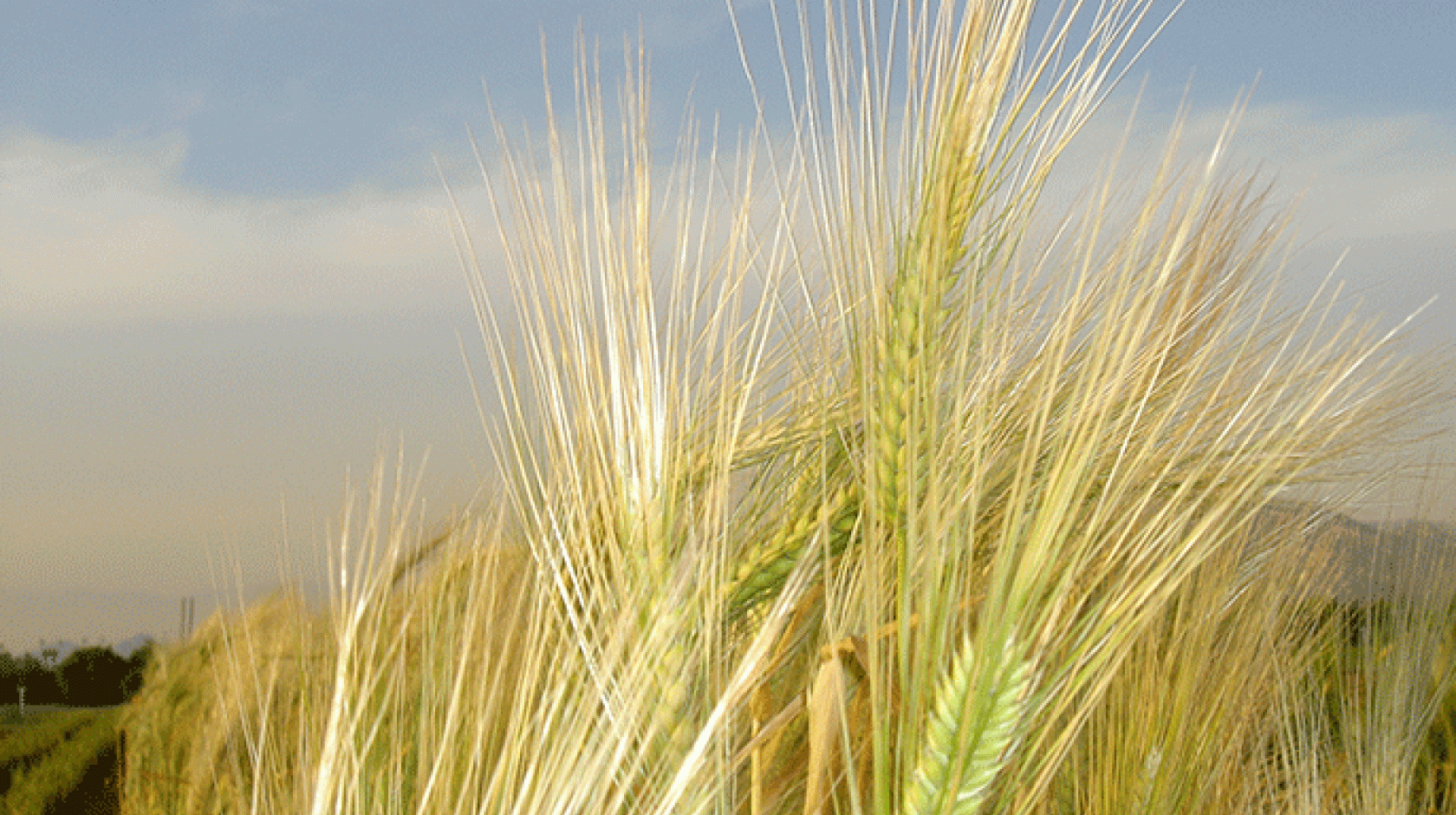 Barley is one of the world&#039;s most important cereal crops. 