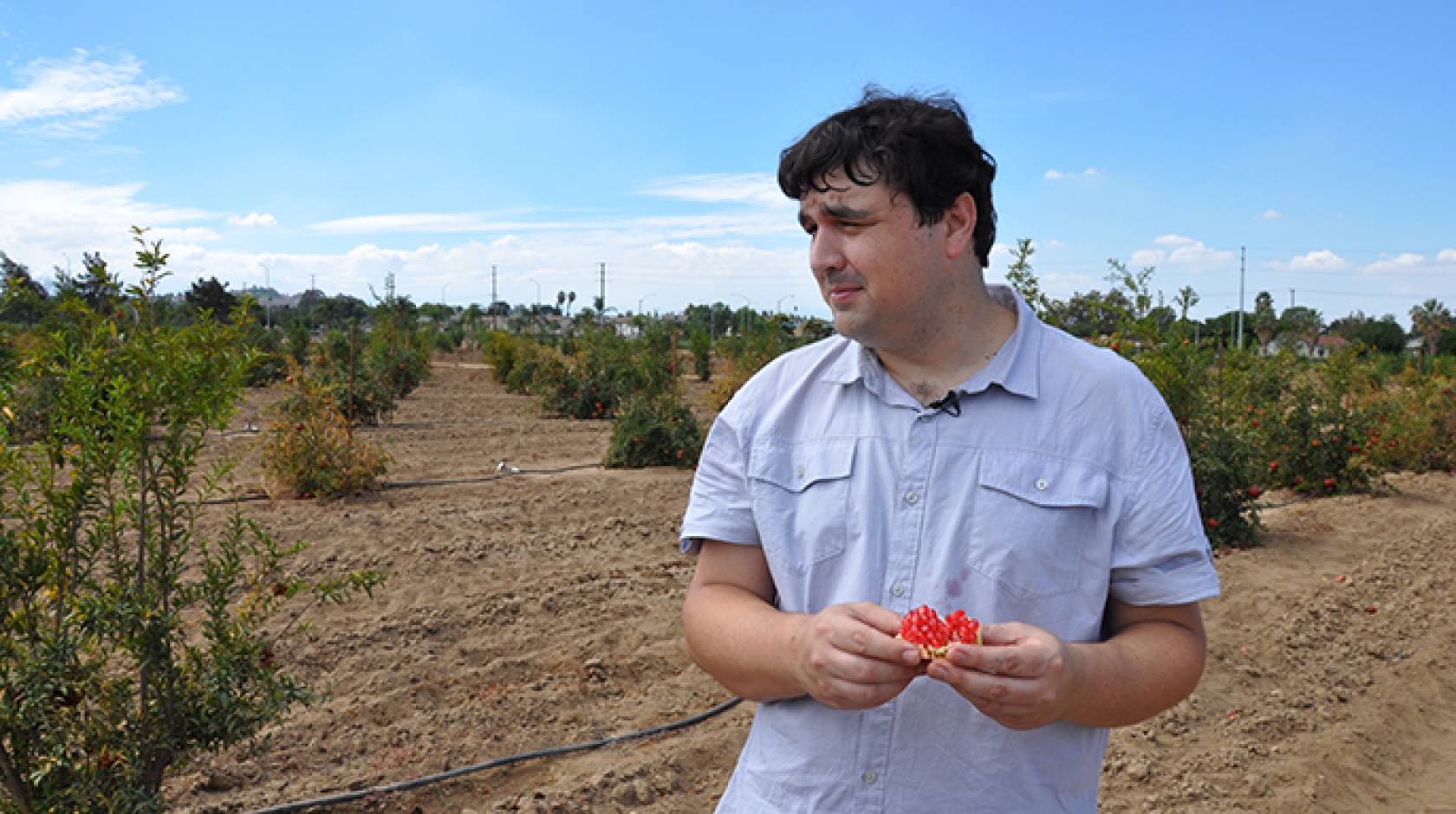John Chater, a UC Riverside graduate student and UC Global Food Initiative fellow, stands in a field of pomegranate trees he is studying.