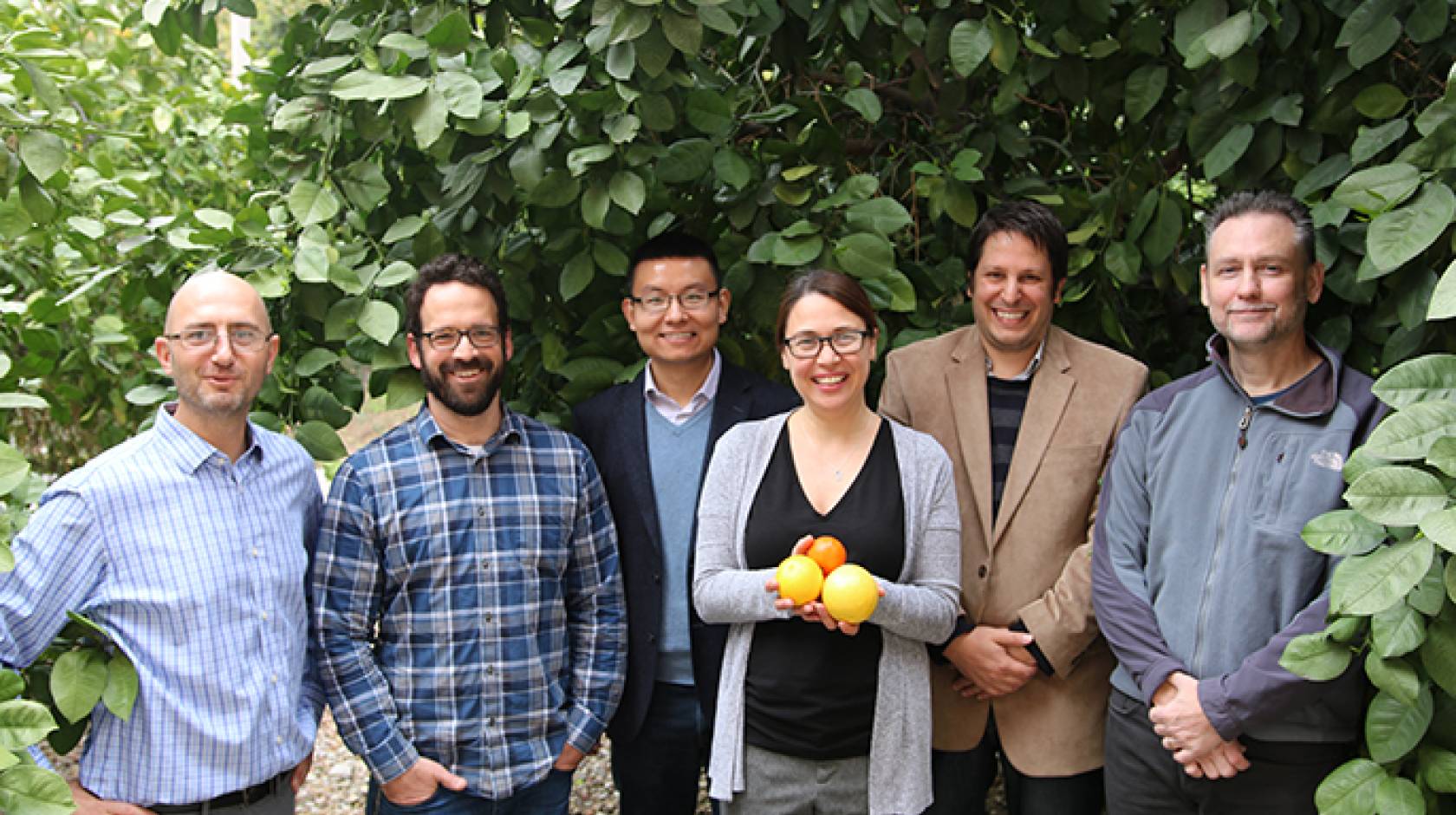 UC Riverside researchers, from left, Philippe Rolshausen, David Jassby, Haizhou Liu, Caroline Roper, Georgios Vidalakis, and James Borneman received a $5.1 million grant to fight a disease killing citrus trees.