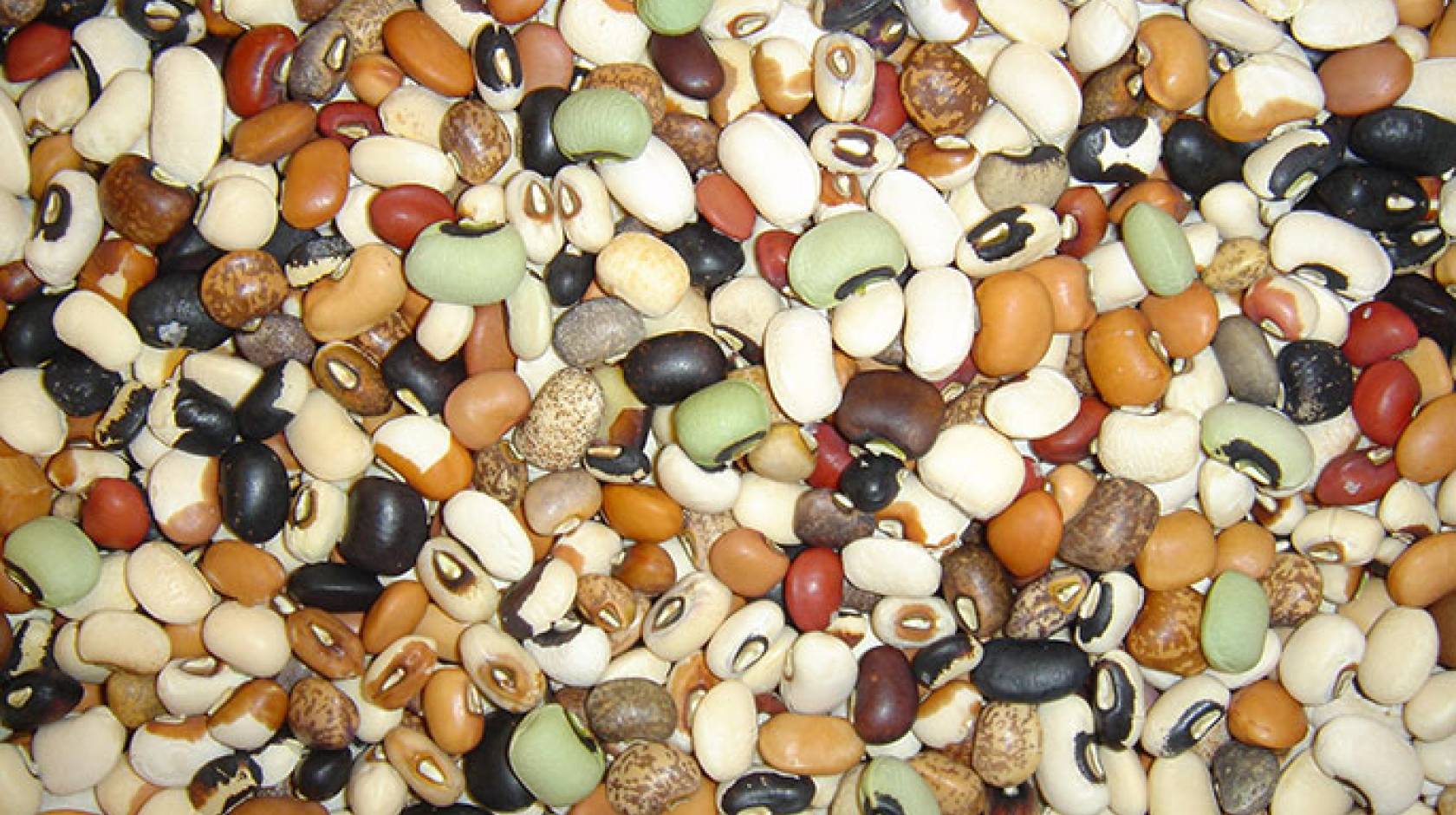 Genetic diversity of cowpea seed