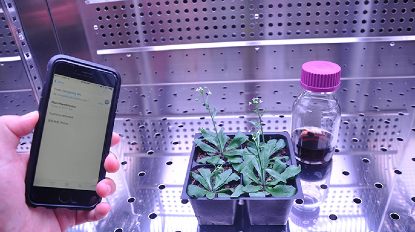 A team of scientists are embedding carbon nanotubes (right) in plants to detect explosives and wirelessly relay the information to an electronic device.