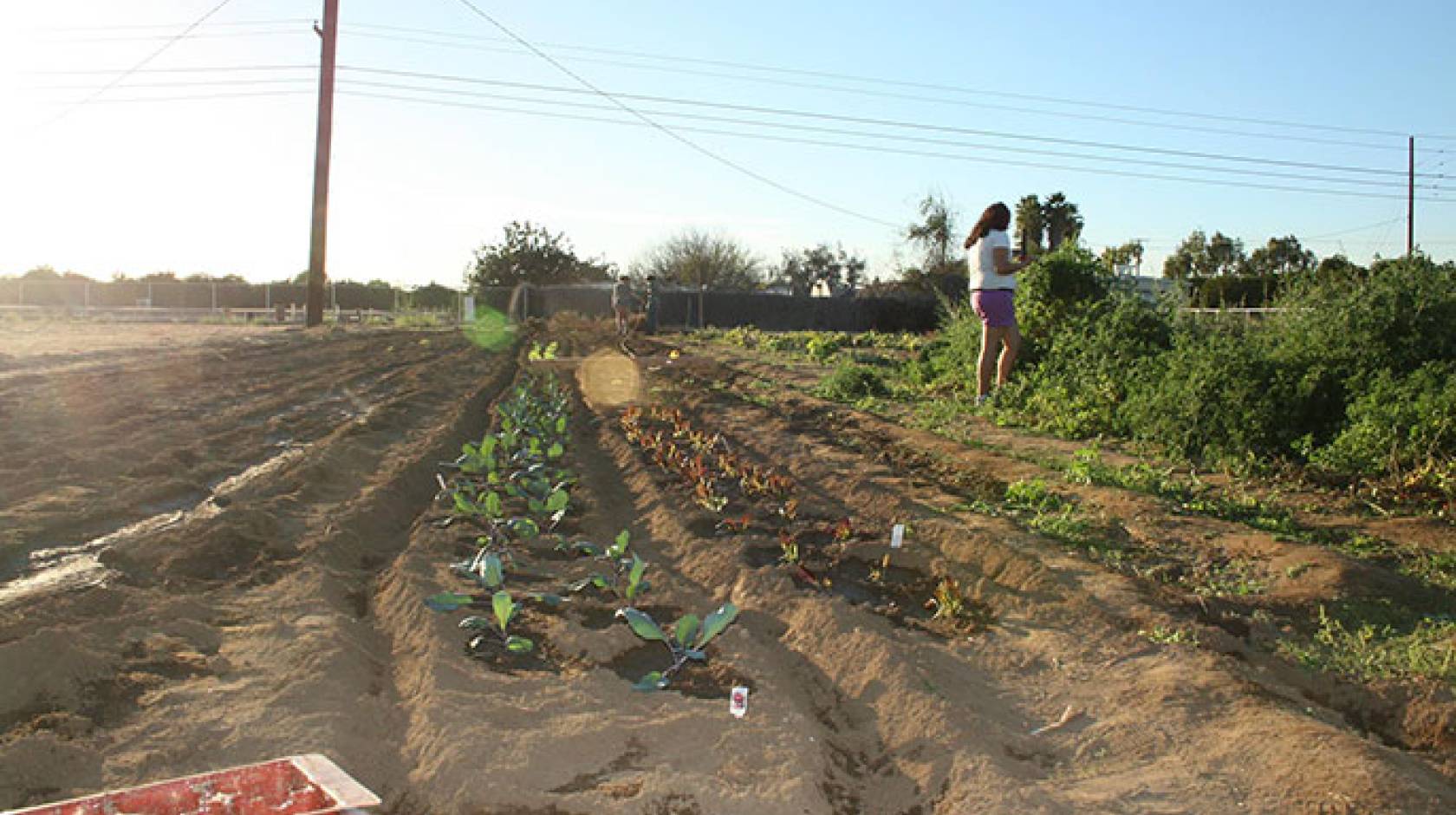 Campus community members grow fresh fruit and vegetables at the R’ Garden while learning about social, environmental and economic sustainability. 