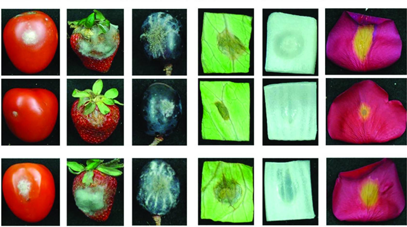 The images third from the bottom and at the bottom show fruit, vegetables and flowers treated with pathogen gene-targeting RNA molecules. The other images represent various control methods.