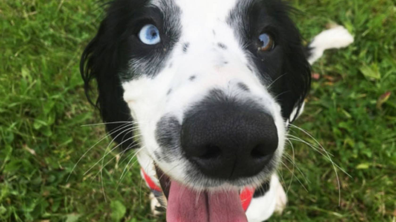 Happy border collie mix-type dog looking at camera