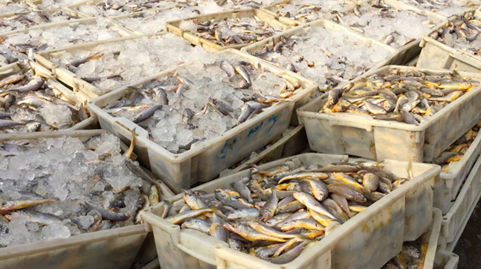  Small yellow croaker catch Previous Pause Next 1 of 2  Small yellow croaker is one of four important traditional species fished in the East China Sea.