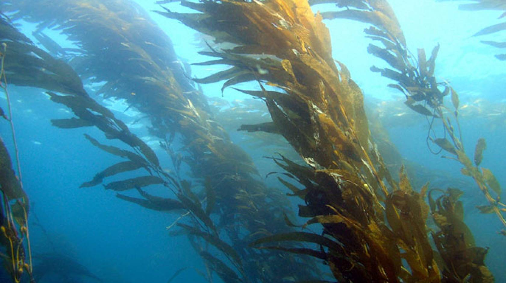 giant kelp