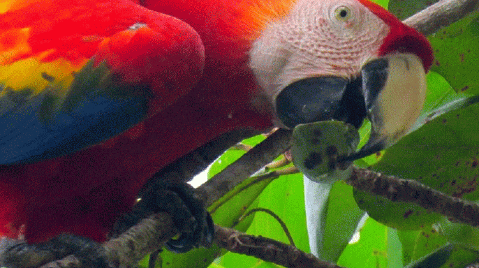 Scarlet macaws eat hundreds of fruits a day.