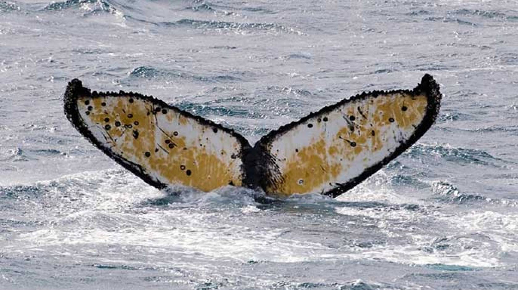 Humpback whale tail