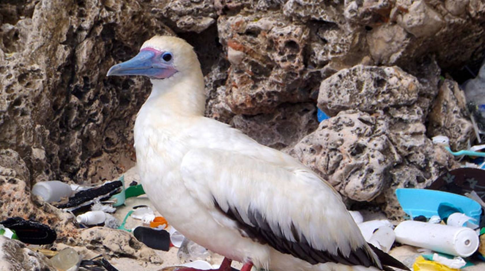 red-footed booby amid plasict