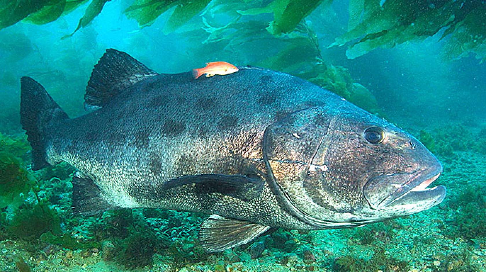 Tallying Numbers Of Giant Sea Bass University Of California