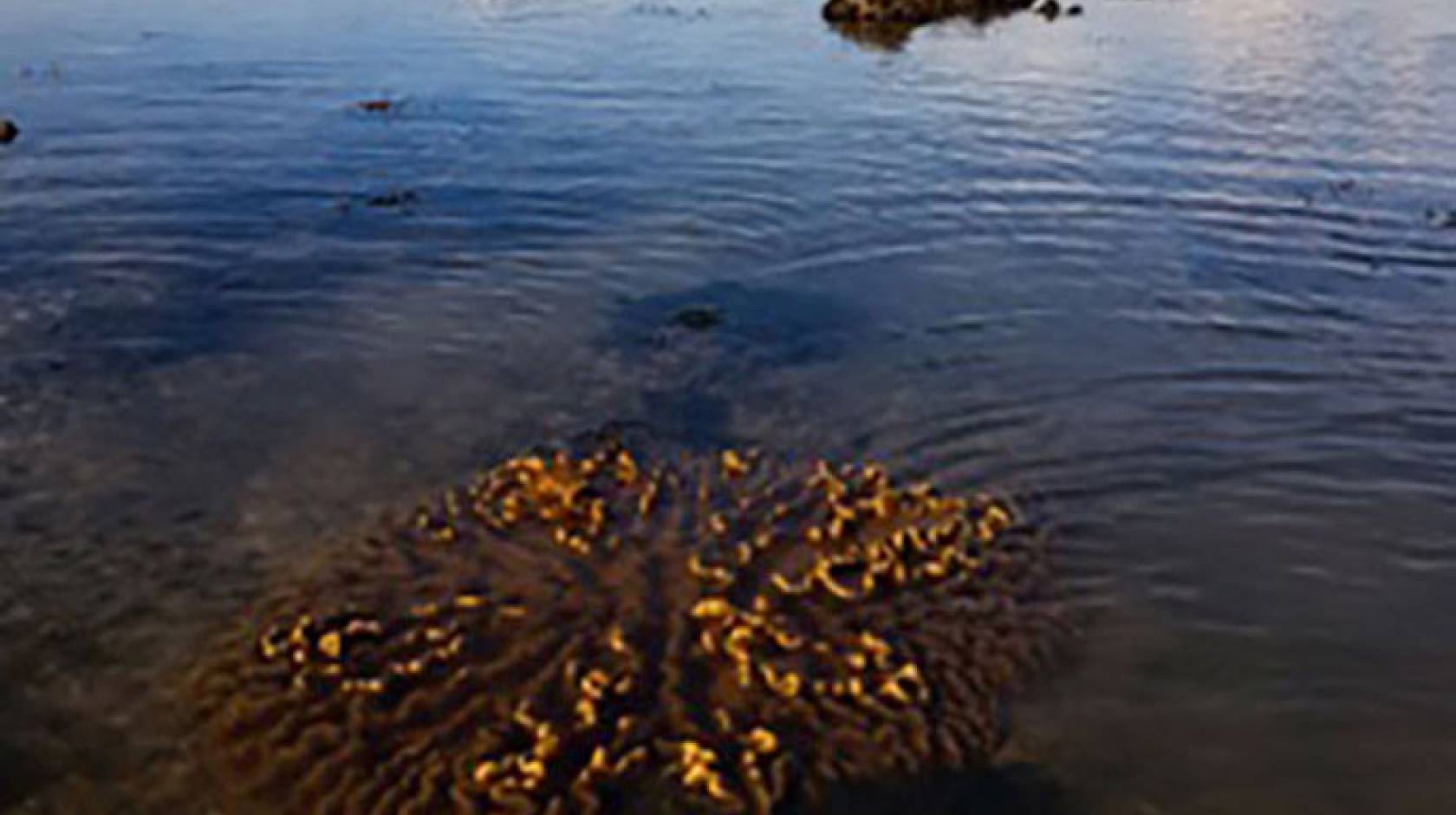 Coral sea in Southeast Asia