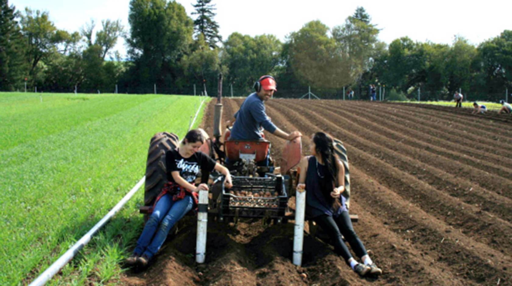 Darryl Wong, a UC Santa Cruz farm manager, works with undergraduate interns in agroecology as they plant potatoes on the UCSC farm.