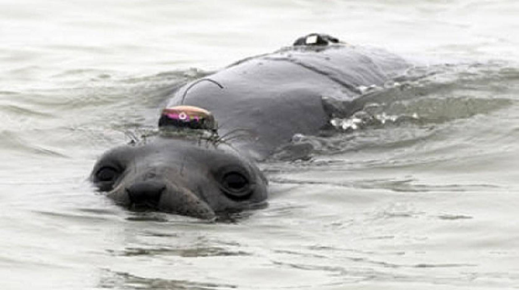 elephant seal with tracking device