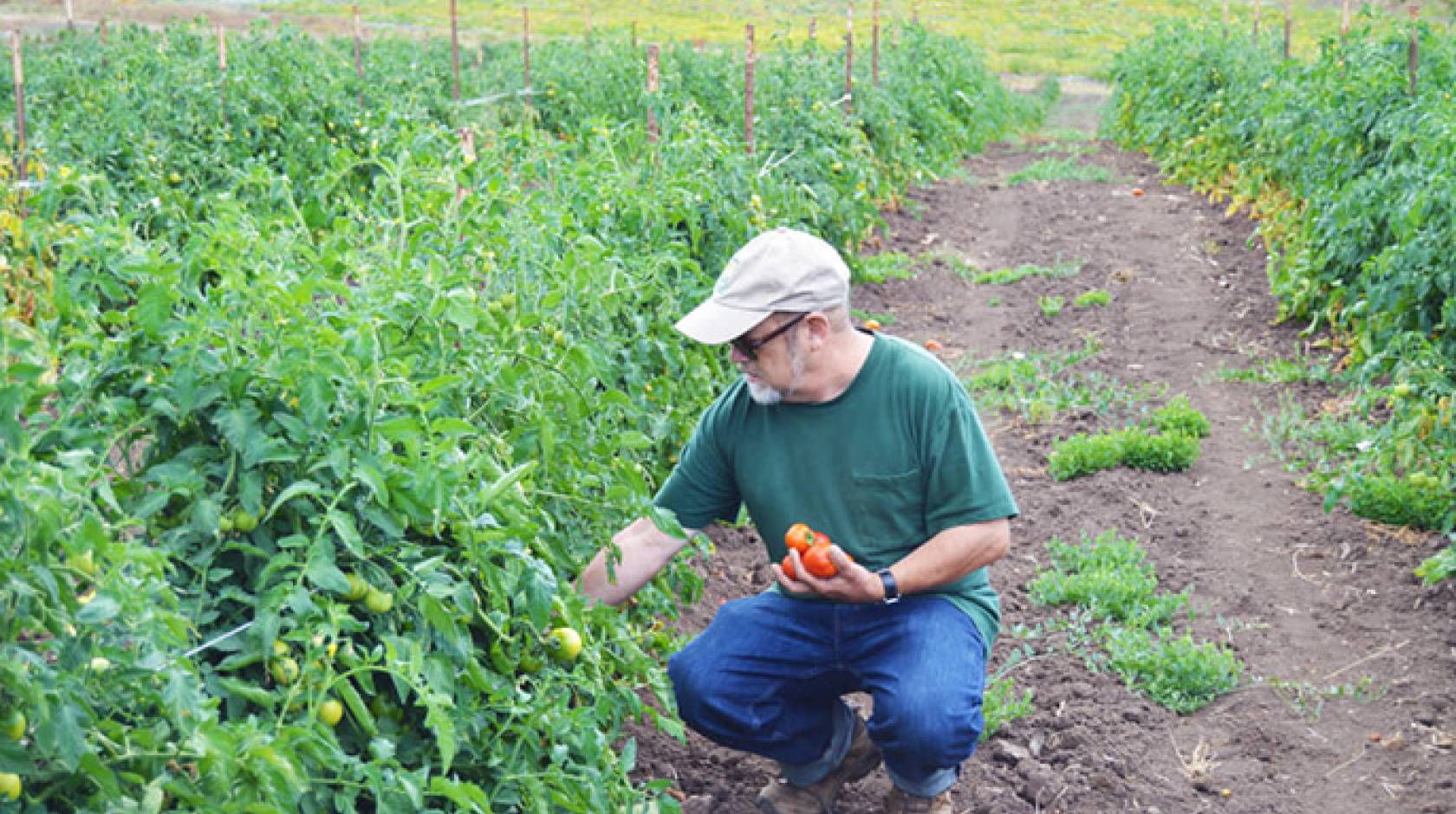 UC Santa Cruz alumnus and current CASFS researcher Mark Lipson was honored for his years of service to the organic and sustainable agriculture movement.