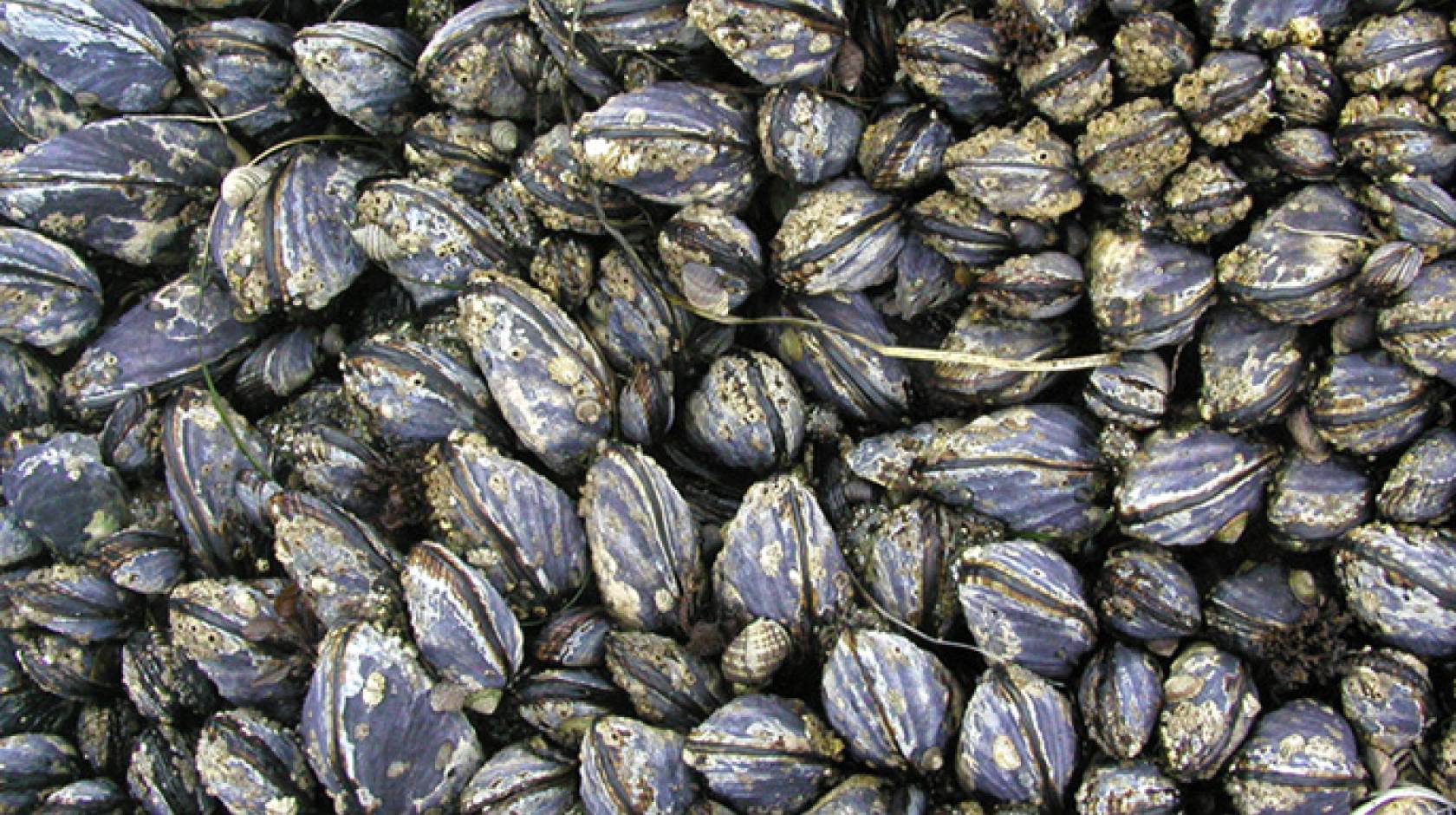 Mussels