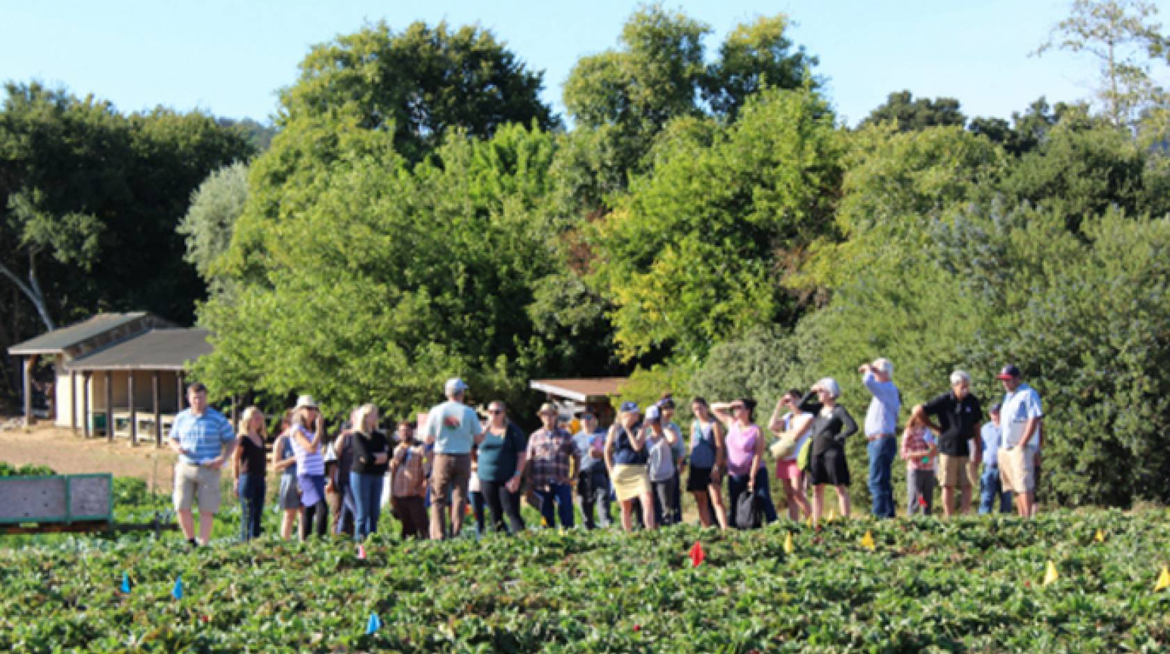 Conference particpants got out into the fields of local farms and ranches including the UC Santa Cruz Farm.