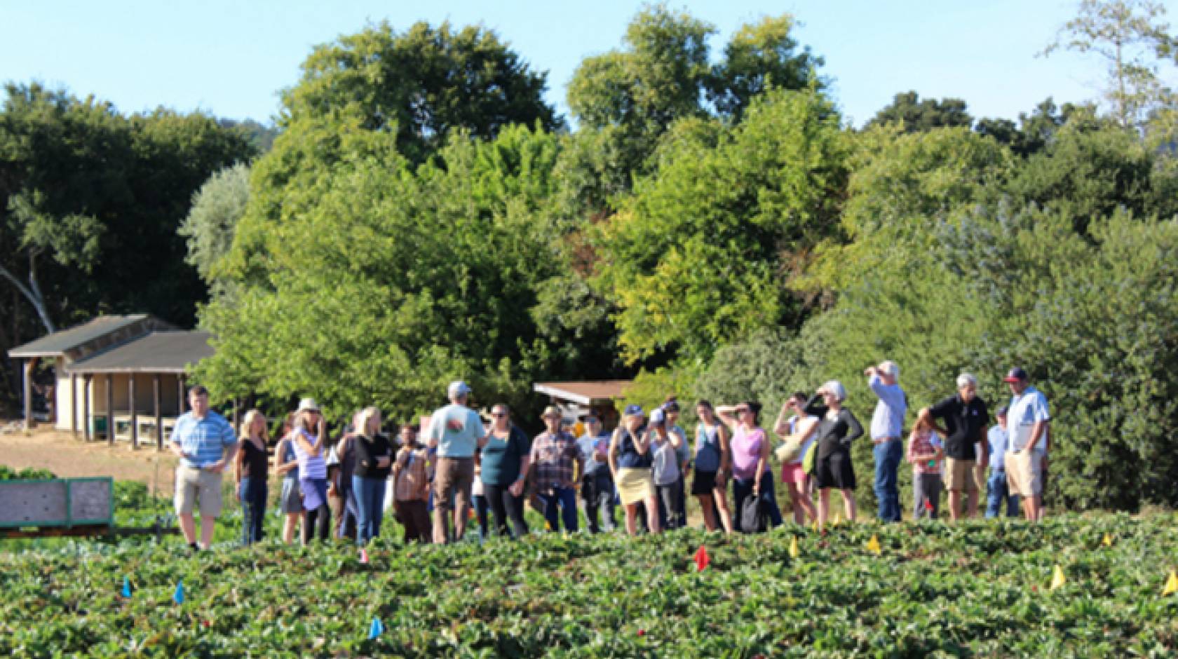 Conference particpants got out into the fields of local farms and ranches including the UC Santa Cruz Farm. 