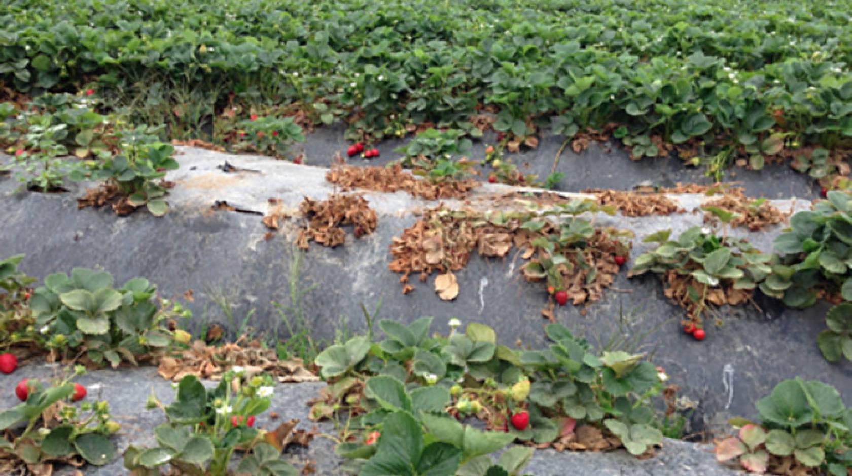 Methyl bromide has been used by growers since the 1970s to control soil pathogens, weeds and nematodes. Pictured are pathogen-infected plants in a buffer zone where fumigants can't be applied.