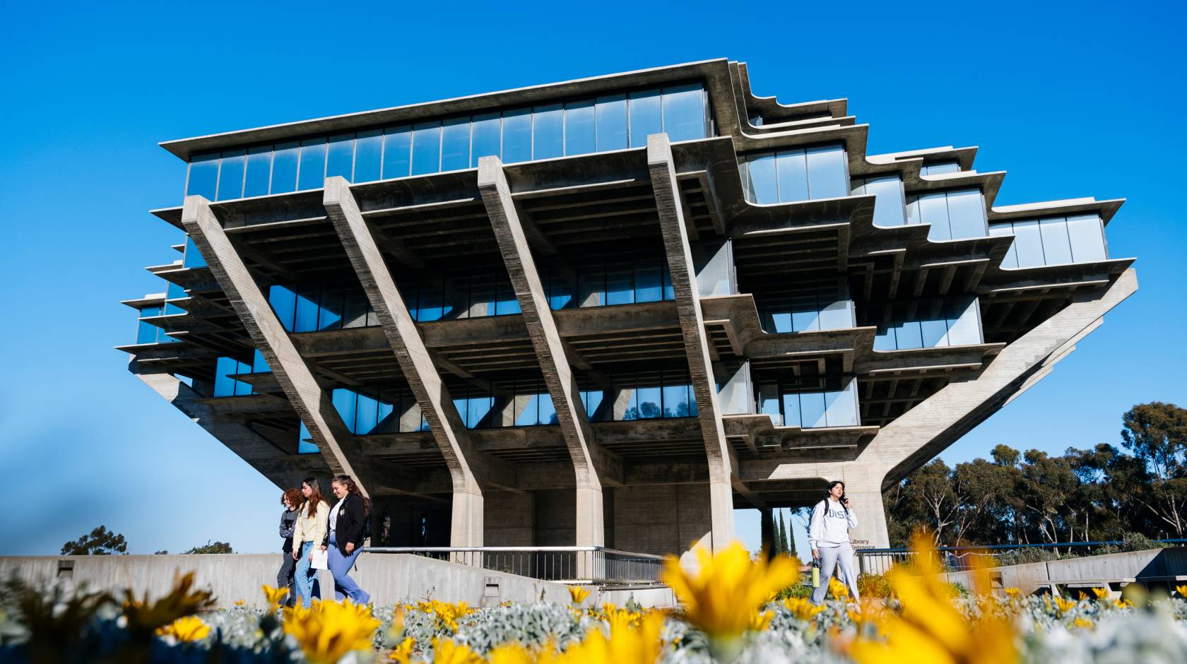 A view of the Geisel Library at UC San Diego on a sunny day, yellow flowers in the foreground