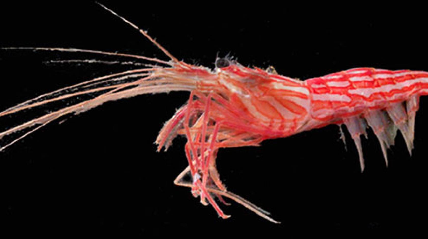 red rock shrimp