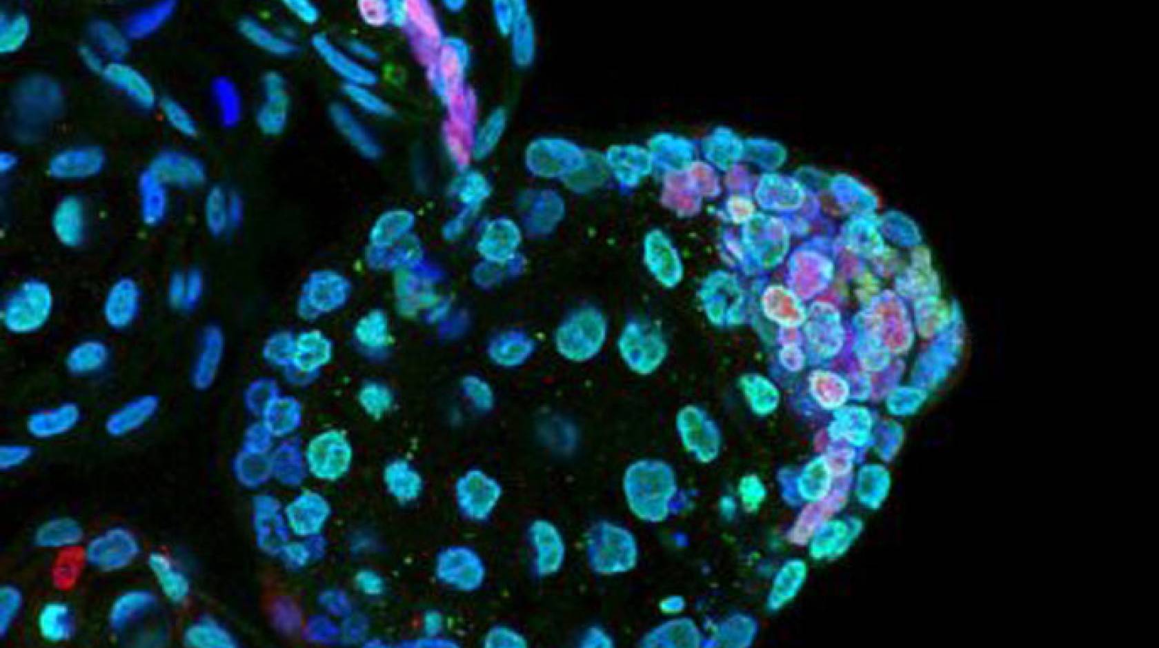 Researchers put mouse embryos in suspended animation | University of  California