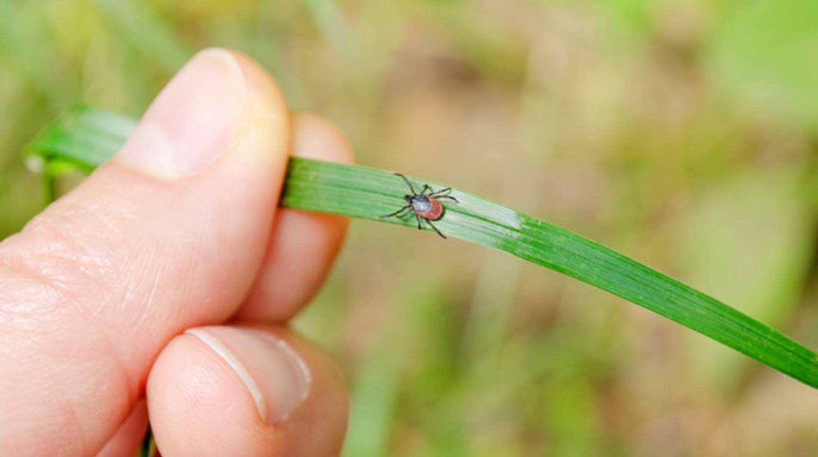 UCSF tick hand