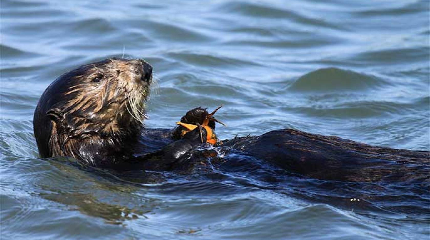 sea otter