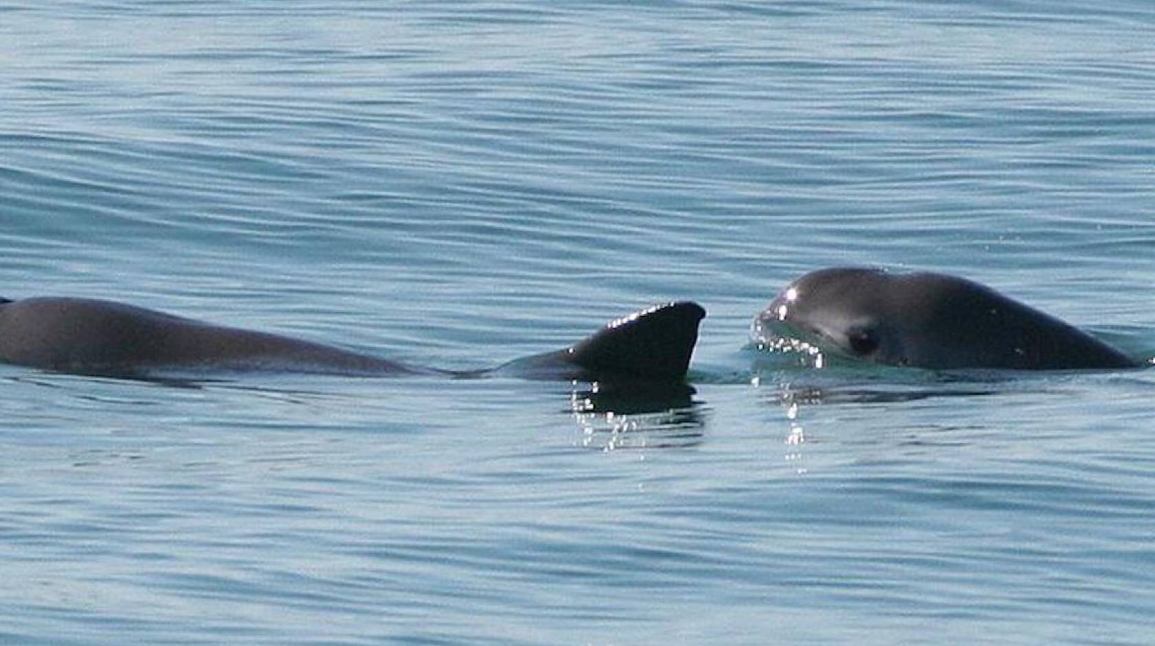 Vaquita porpoises