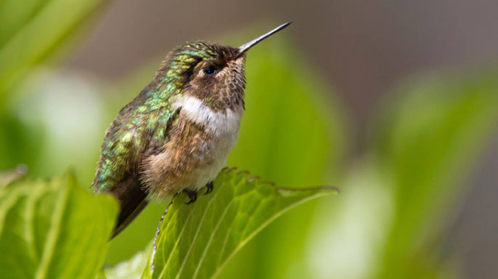 Hummingbird evolution soared after invading South America 22 million years  ago | University of California