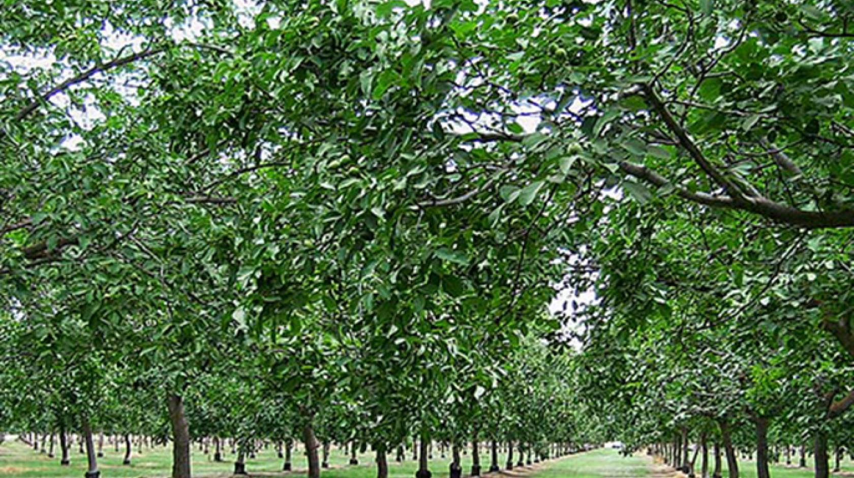 Walnuts, a top California export crop, grow in orchards like this.