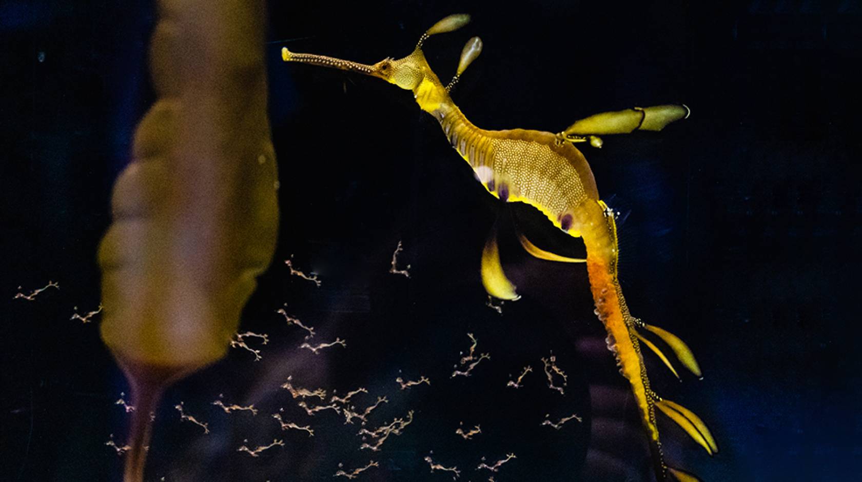 A yellow weedy seadragon in a dark tank