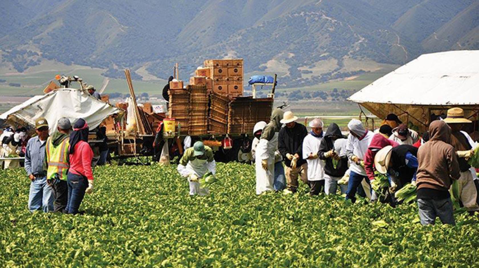 The center focuses on improving the health and safety of farmers and farmworkers like these shown harvesting a lettuce field. 
